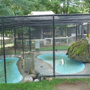 Beaver/Ringed Teal Exhibit