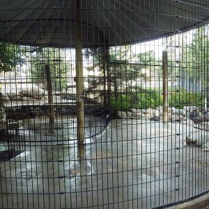 Grey Wolf Exhibit