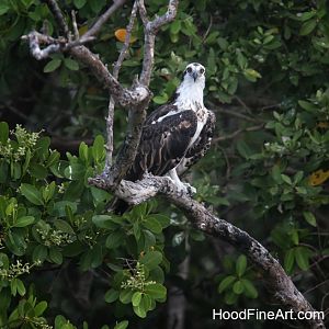 osprey