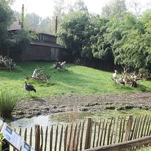 Enclosure Muntjac, Maguari and Screamer
