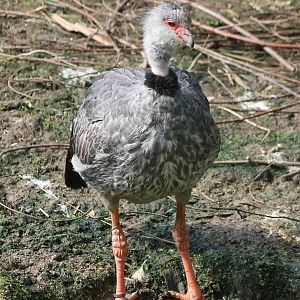 Crested screamer