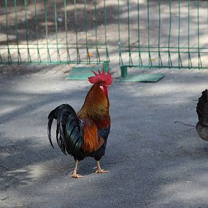 Domestic Fowl
