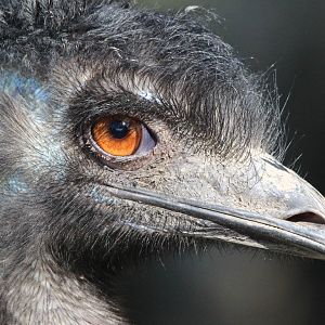 Emu