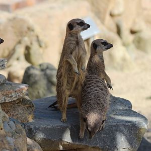 Meerkats watching a helicopter