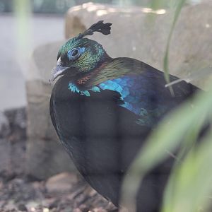 Himalayan Monal (male)