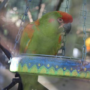 Our only Red-fronted Macaw?