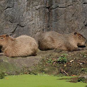 Capybara