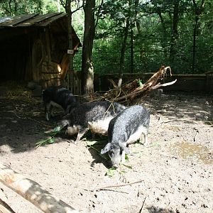 Mangalitsa pigs