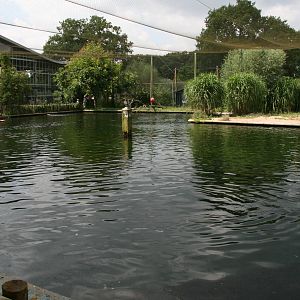 Harbor seal exhibit