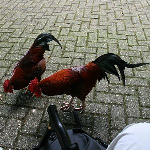 Roosters