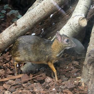 Mouse-deer