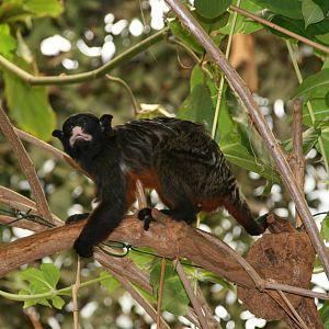 White-lipped tamarin
