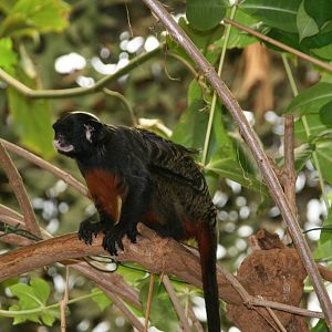 White-lipped tamarin