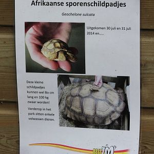 African spurred tortoise birth-sign