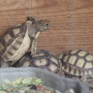 Baby African spurred tortoises