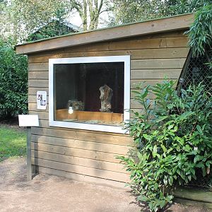 Enclosure baby African spurred tortoises