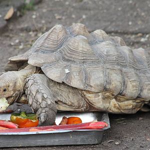 African spurred tortoise