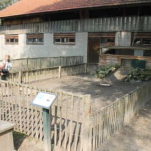 Enclosure African spurred tortoise