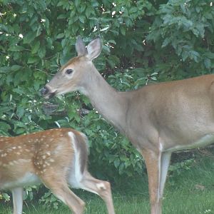 White-Tailed Deer and Fawn