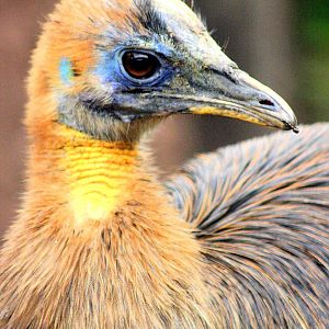 Young northern cassowary; RSCC; 21st September 2014