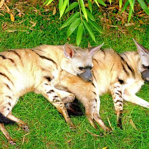 Eastern aardwolves; RSCC; 21st September 2014