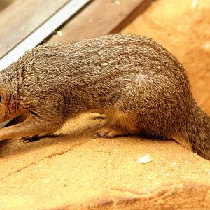Narrow-striped mongoose; RSCC; 21st September 2014