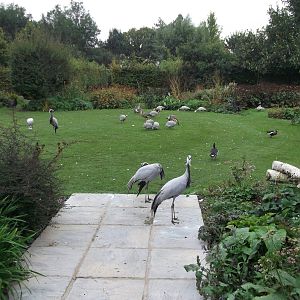 Lawn with free ranging birds