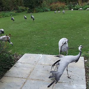 Free ranging Demoiselle Cranes