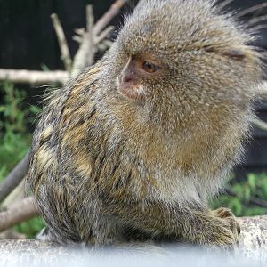 Eastern Pygmy Marmoset