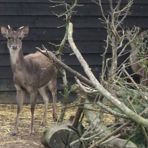 Timor Deer