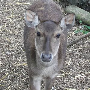 Timor Deer