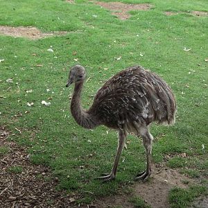 Darwin`s Rhea