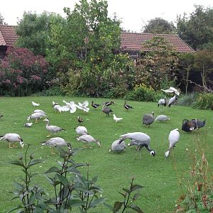 The Lawn at feeding time