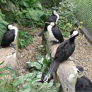 Little Pied Cormorants