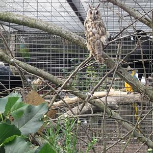 Through the aviary shot