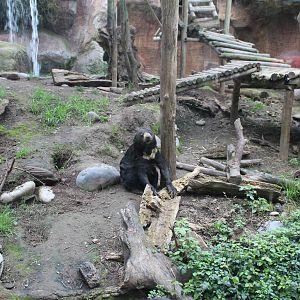 Buin Zoo - Malayan Sun Bear Exhibit