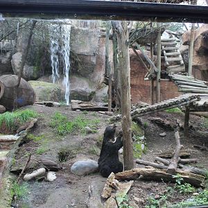 Buin Zoo - Malayan Sun Bear Exhibit