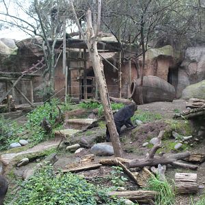 Buin Zoo - Malayan Sun Bear Exhibit