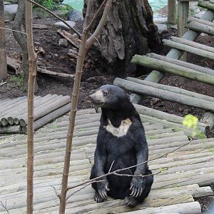 Buin Zoo - Malayan Sun Bear Exhibit