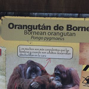 Bornean Orangutan Exhibit
