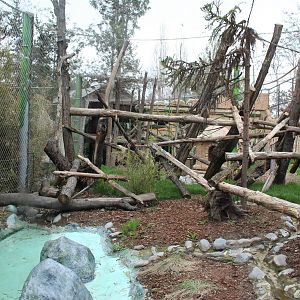 Bornean Orangutan Exhibit