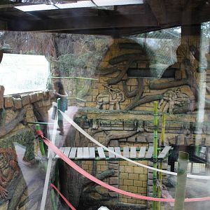 Bornean Orangutan Exhibit