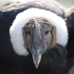 Andean Condor at Pairi Daiza, 31/08/14