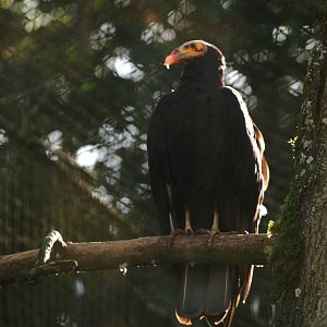 Lesser Yellow-headed Vulture at Pairi Daiza, 31/08/14