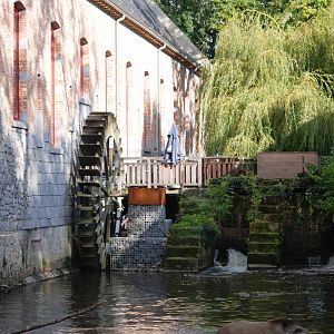 Belgian Water Mill and Brazilian Tapir at Pairi Daiza, 31/08/14