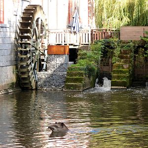 Belgian Water Mill and Brazilian Tapir at Pairi Daiza, 31/08/14