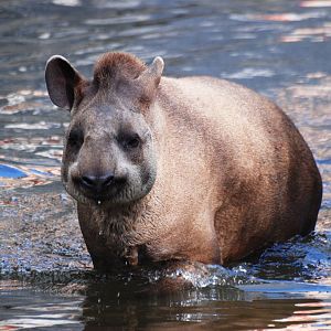 Brazilian Tapir at Pairi Daiza, 31/08/14