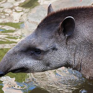 Brazilian Tapir at Pairi Daiza, 31/08/14