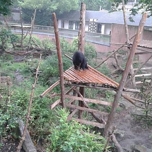 Spectacled bear enclosure