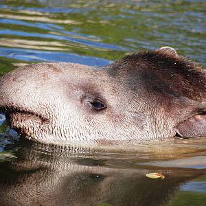 Brazilian Tapir at Pairi Daiza, 31/08/14